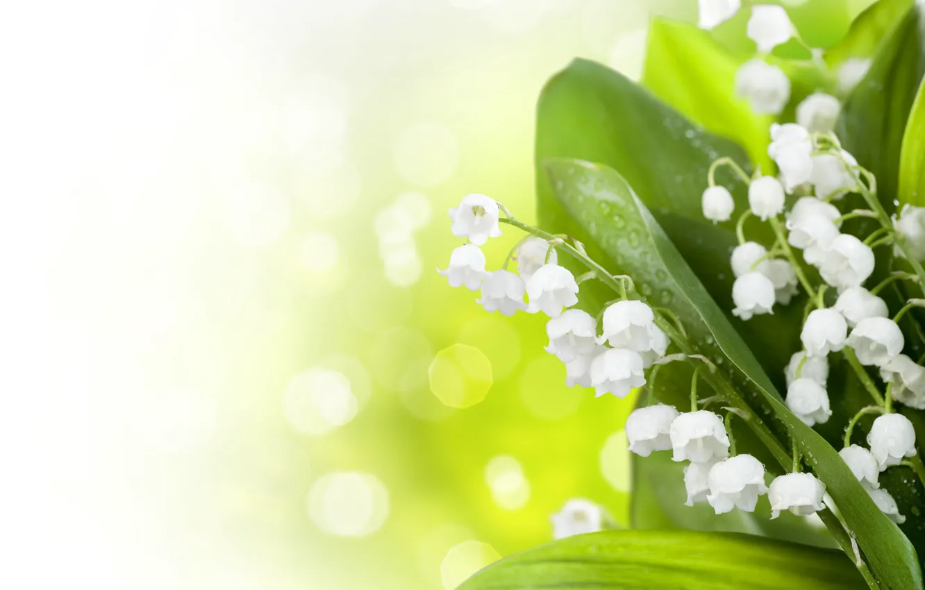Photo wallpaper glare, spring, blur, lilies of the valley
