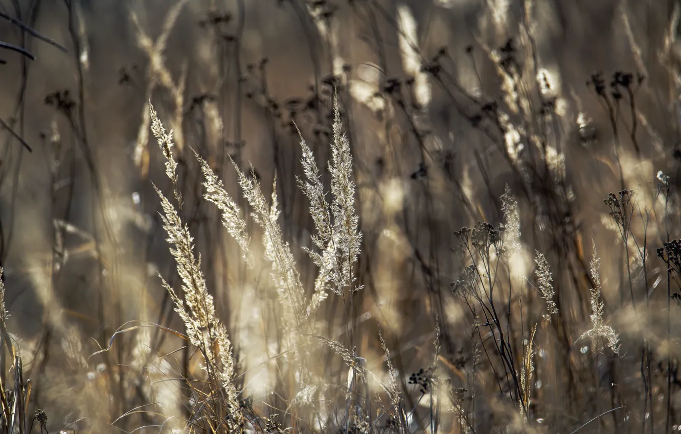 Photo wallpaper grass, nature, spring, bokeh