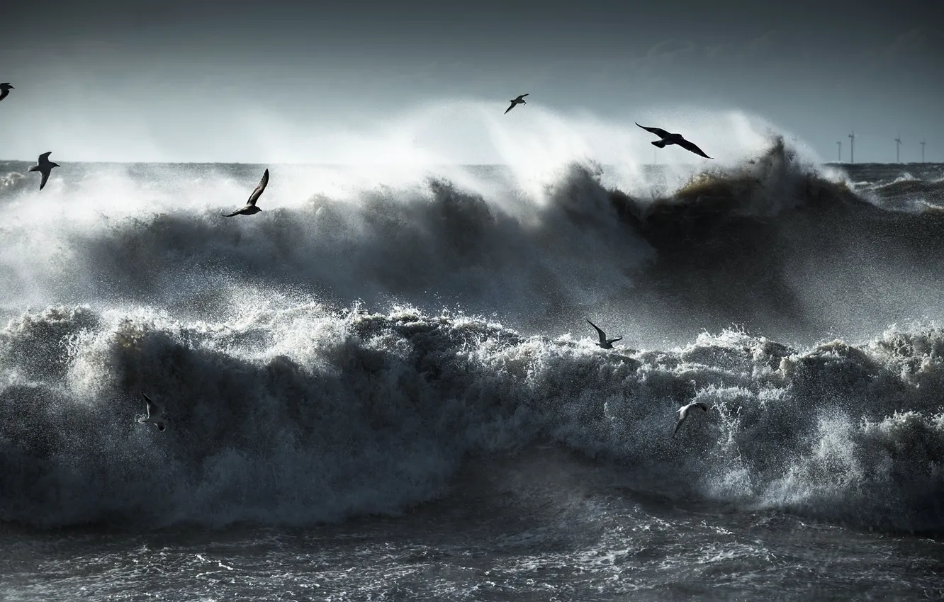 Photo wallpaper sea, wave, flight, squirt, storm, bird, seagulls, pack