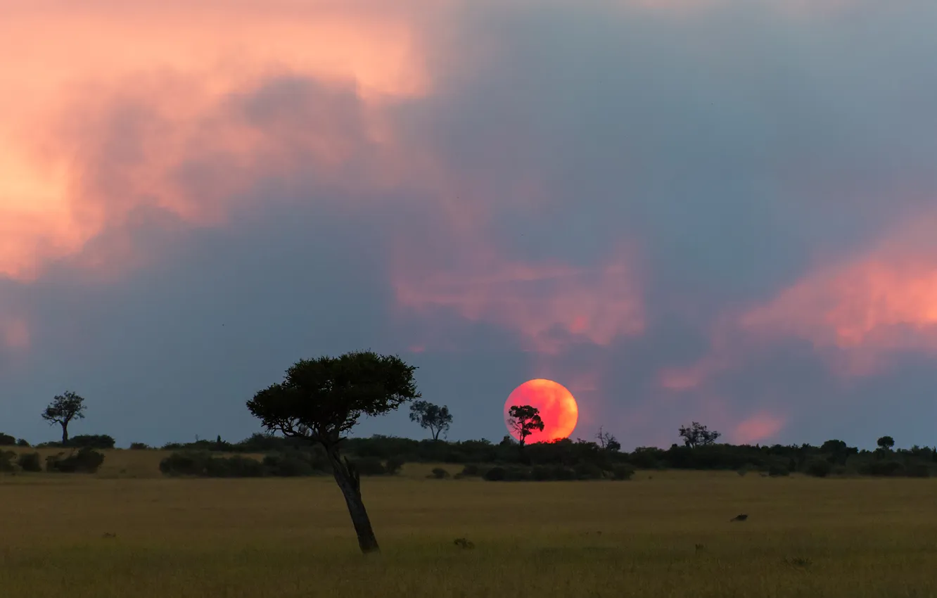 Photo wallpaper beauty, horizon, space, Savannah, tree, the crimson sun, Vorobeychik Vladimir, the solar disk