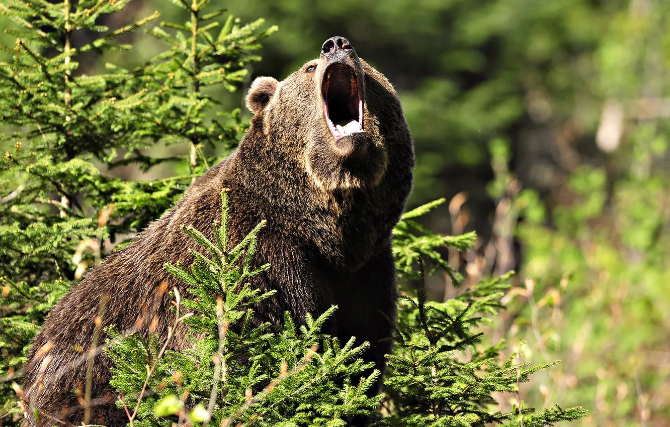 Photo wallpaper tree, bear, mouth