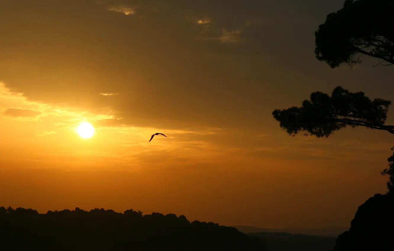 Photo wallpaper the sky, trees, flight, sunset, mountains, hills, bird