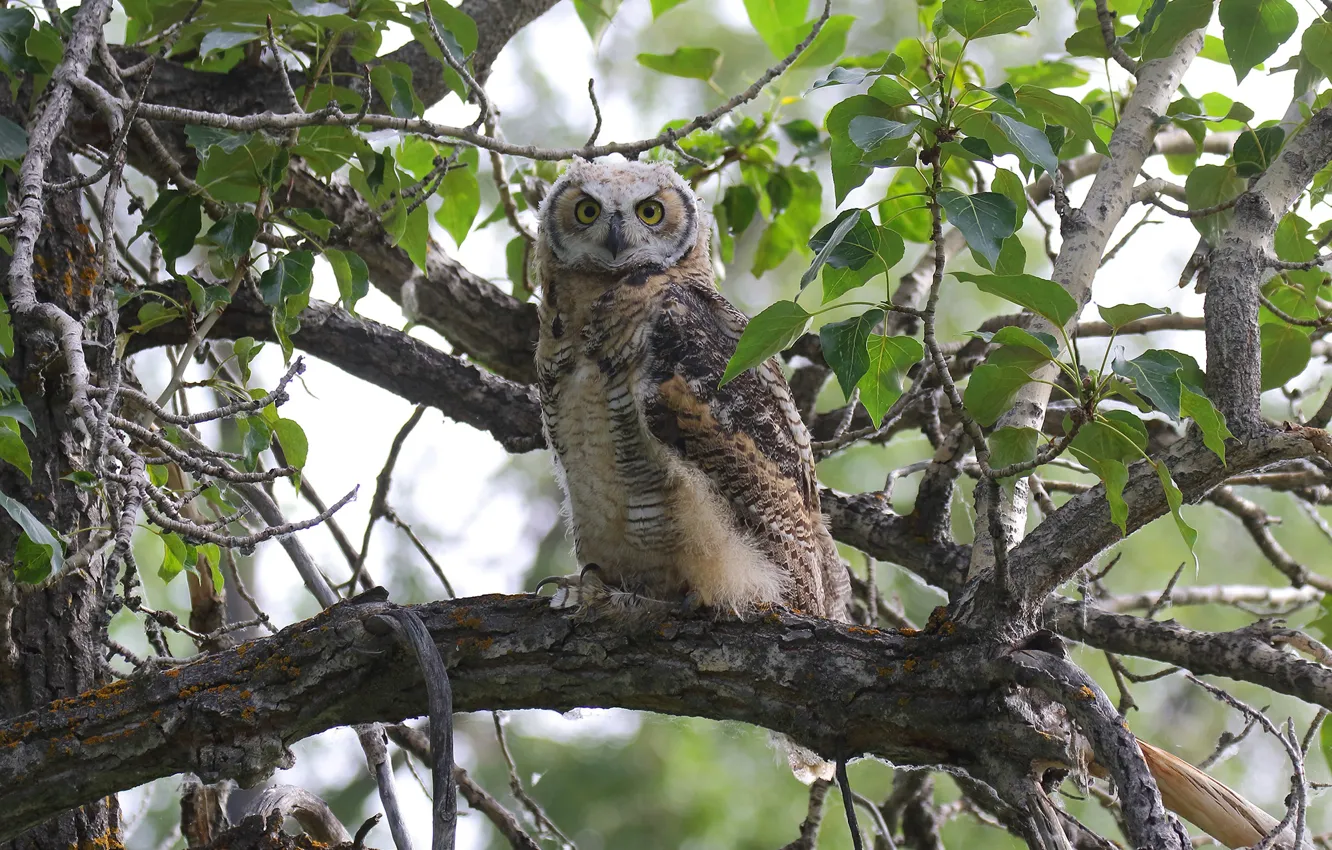 Photo wallpaper leaves, trees, branches, nature, owl, bird