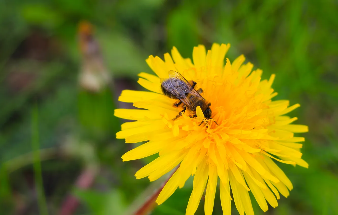 Photo wallpaper flower, yellow, spring, insect, bee