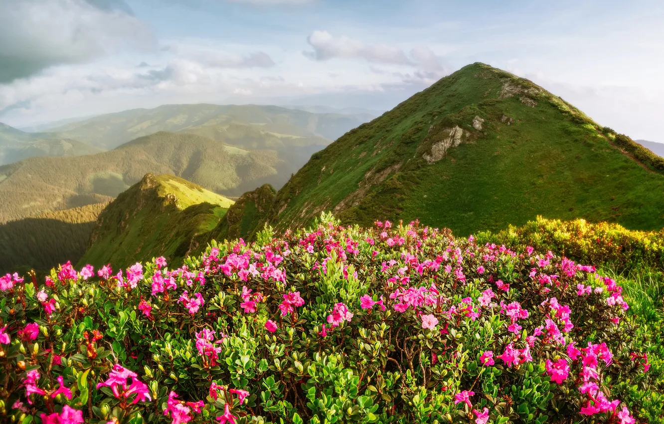 Photo wallpaper flowers, mountains, fog, the bushes, rhododendrons, Azalea, dal, hills