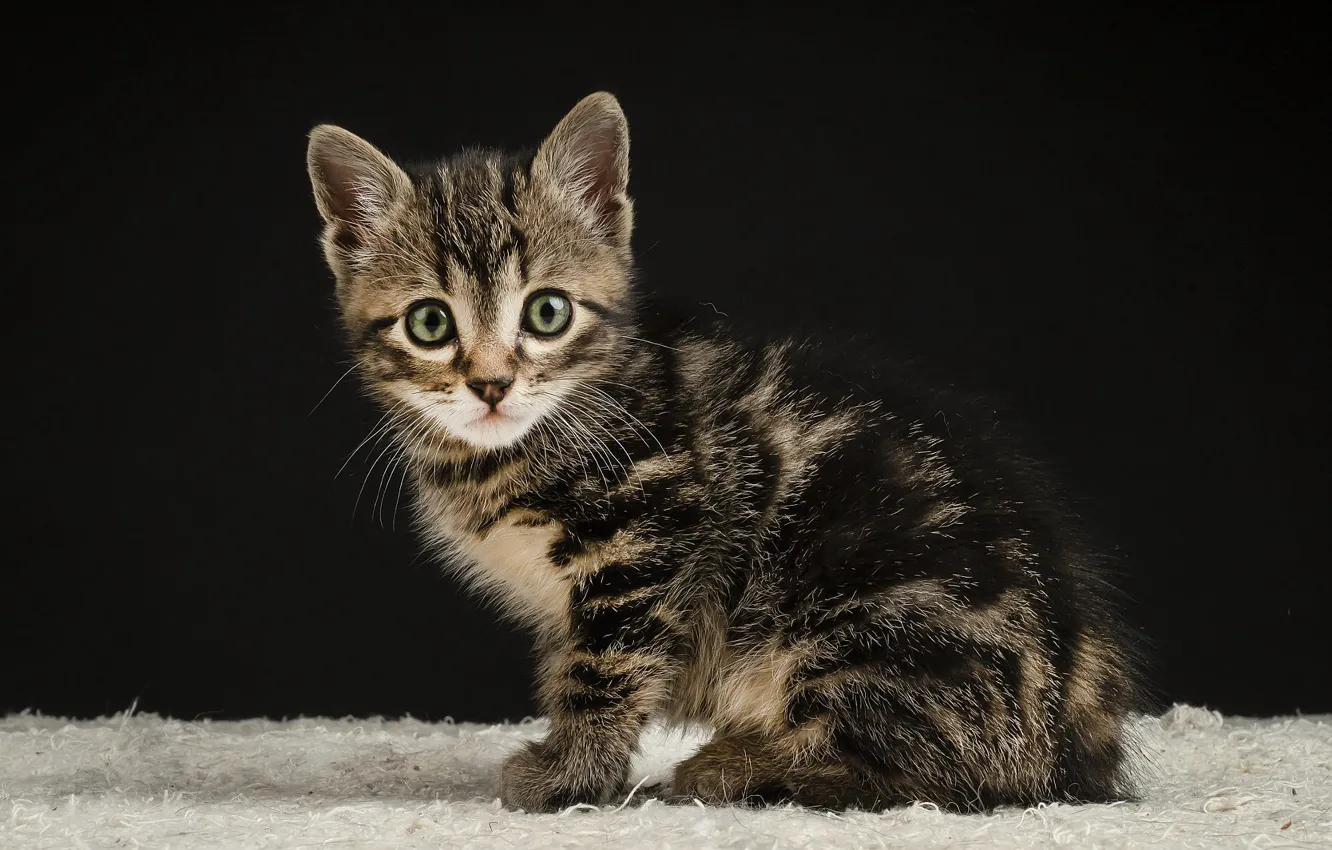 Photo wallpaper cat, look, the dark background, grey, fur, kitty, face, sitting