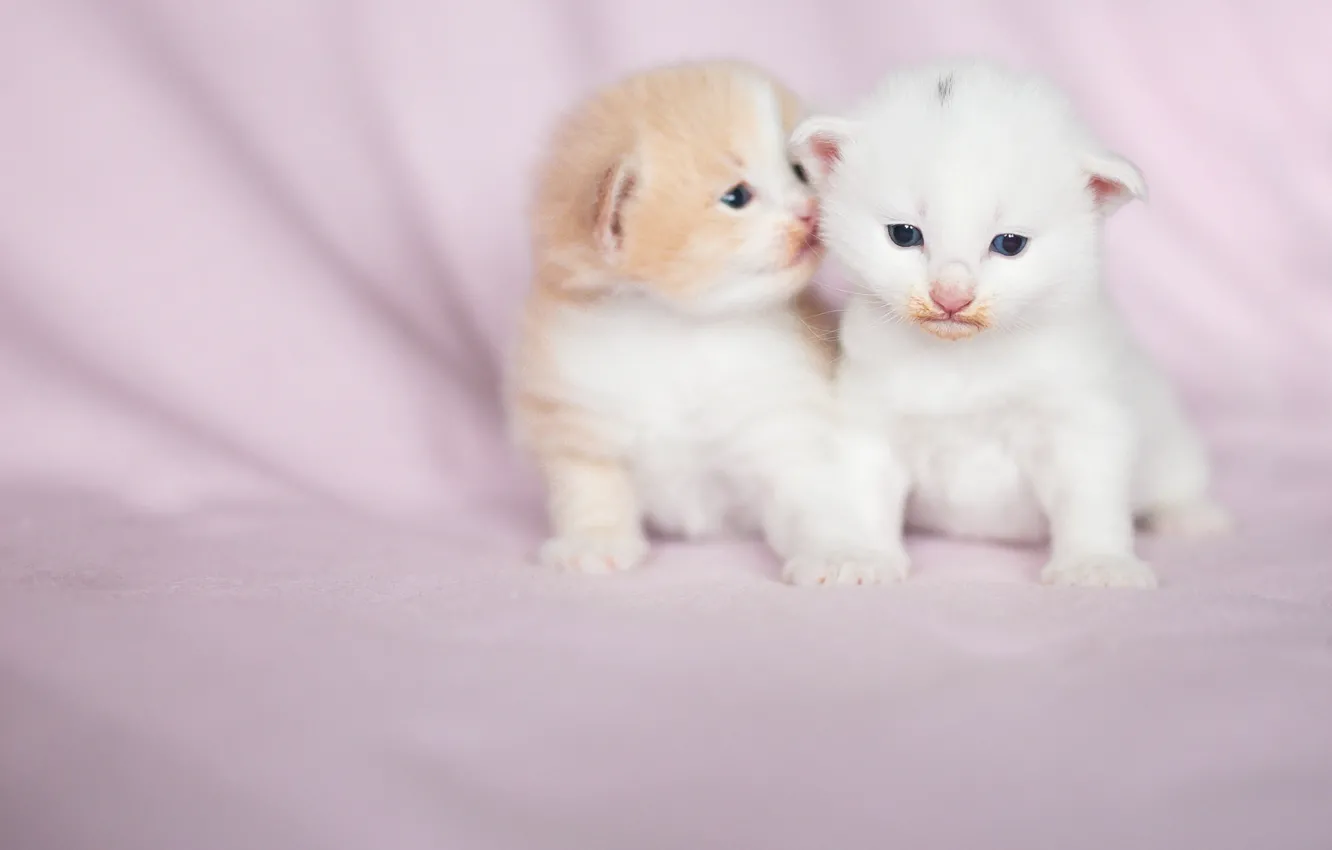 Photo wallpaper cat, white, look, pose, together, baby, fabric, kitty