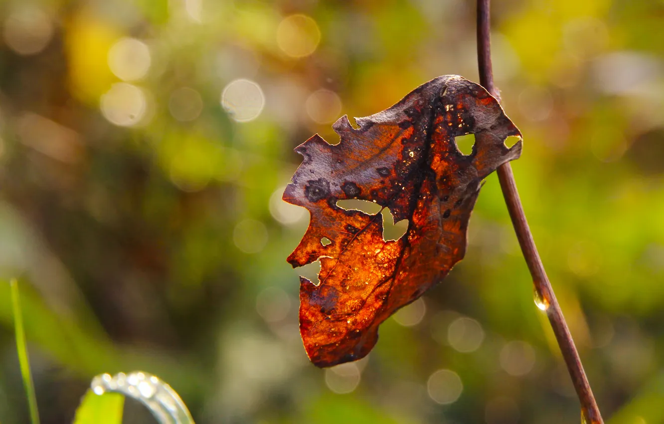 Photo wallpaper autumn, leaf, fall, twig