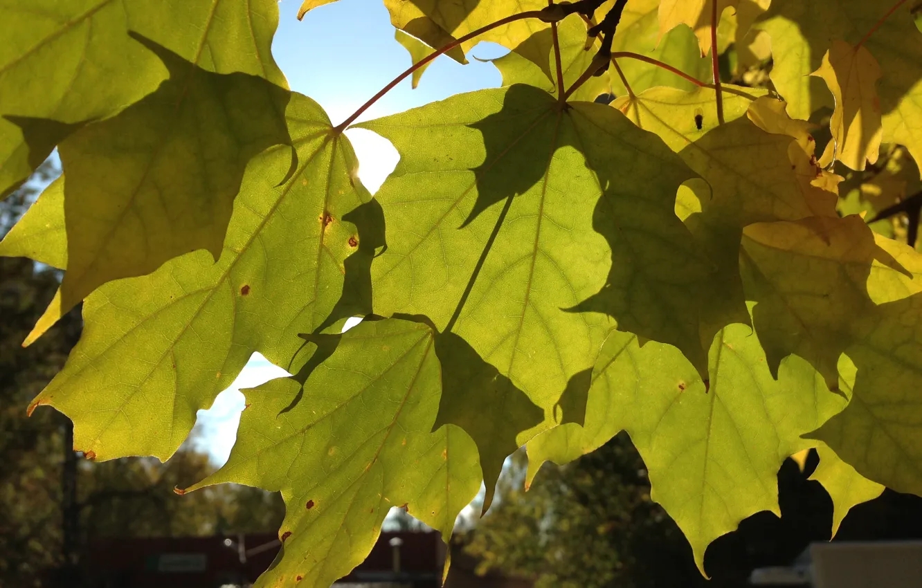 Photo wallpaper autumn, leaves, the sun