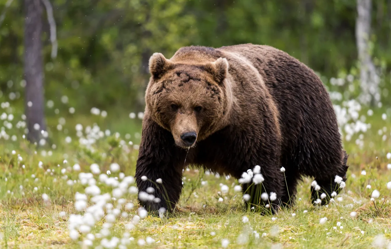 Photo wallpaper nature, bear, walk, cotton