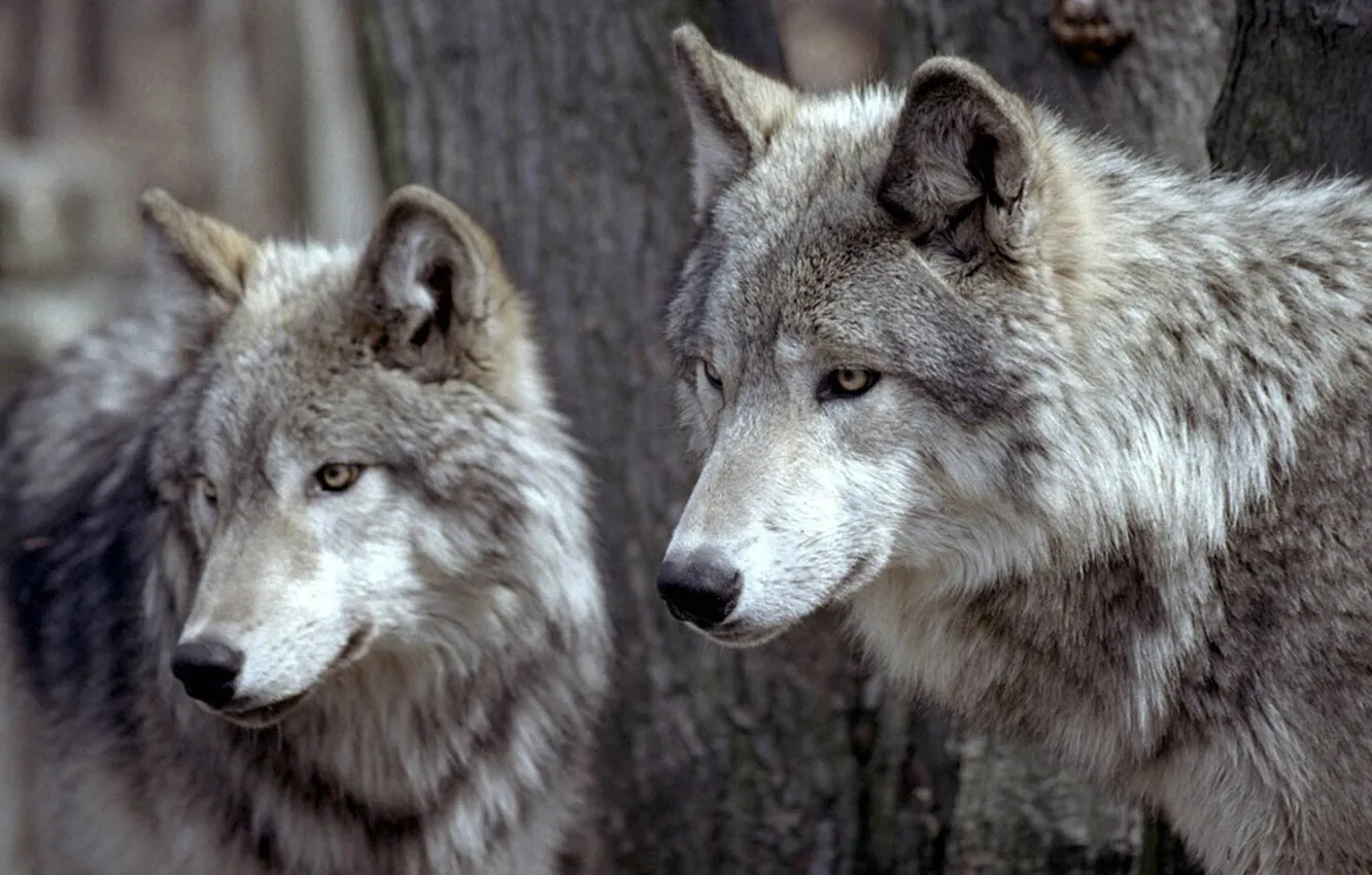 Photo wallpaper nature, Gray Wolf, face, animal, wolf, canis lupus, wildlife, head