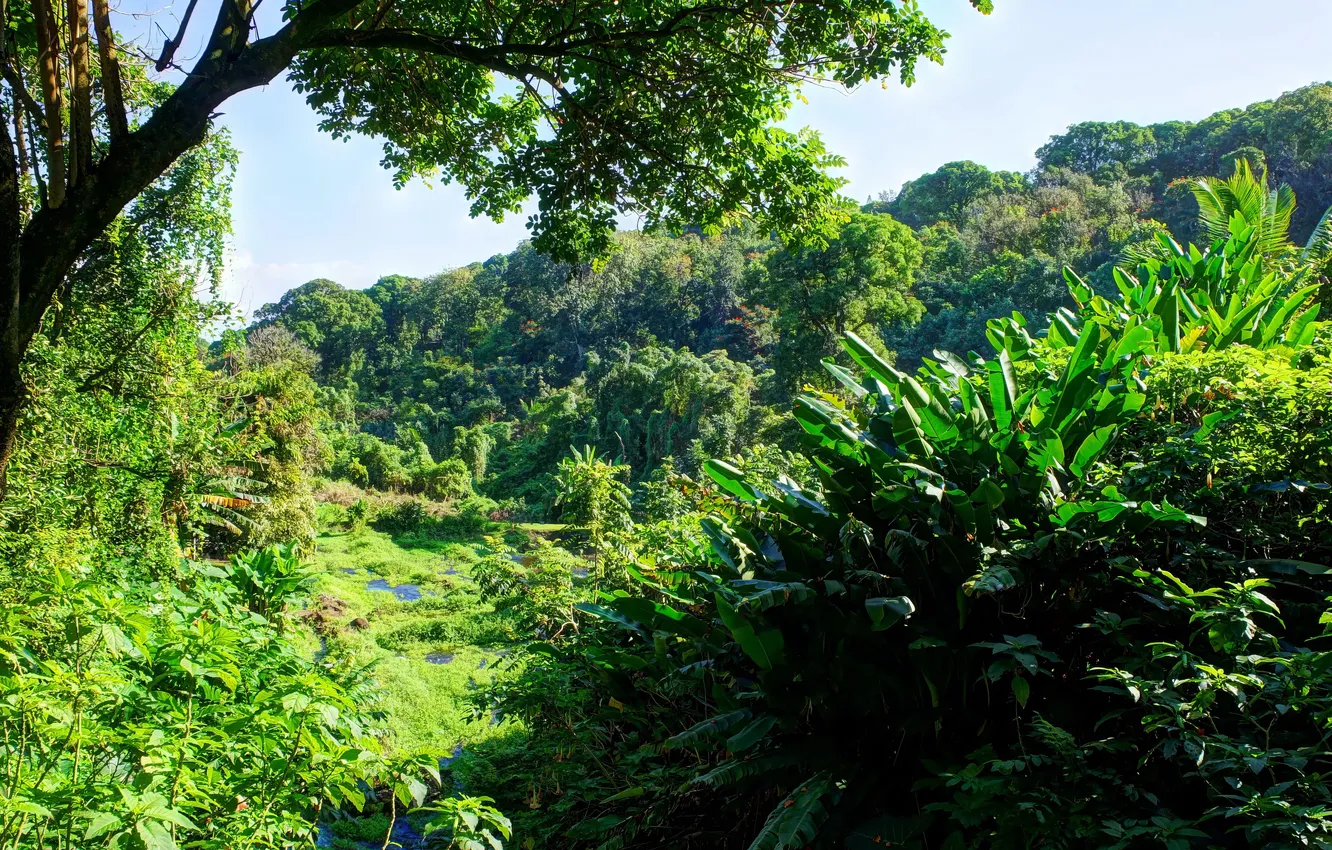 Photo wallpaper nature, nature, rainforest, Tropical Forest