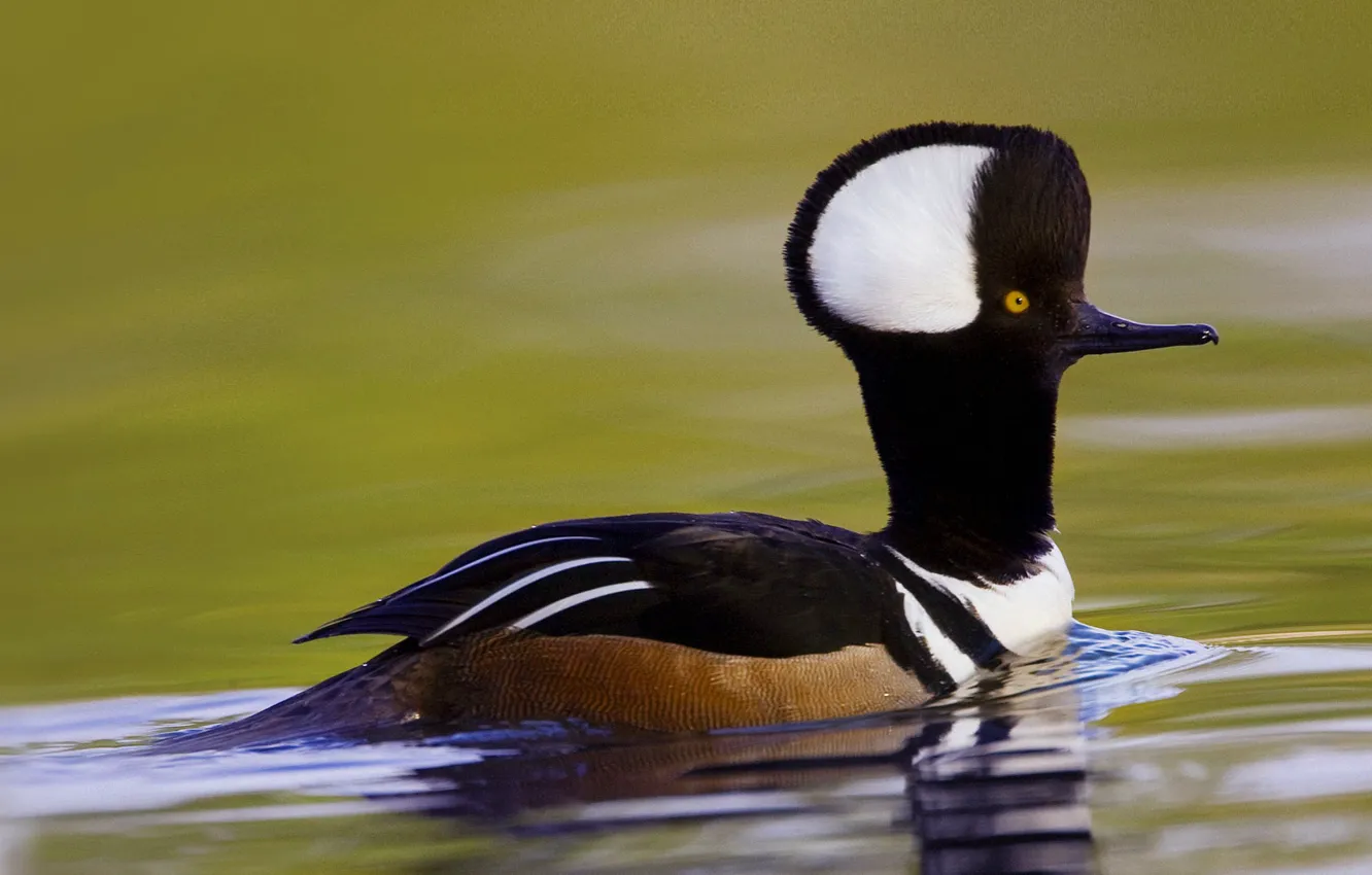 Photo wallpaper USA, crested merganser, Beaufort, bird, South Carolina, duck