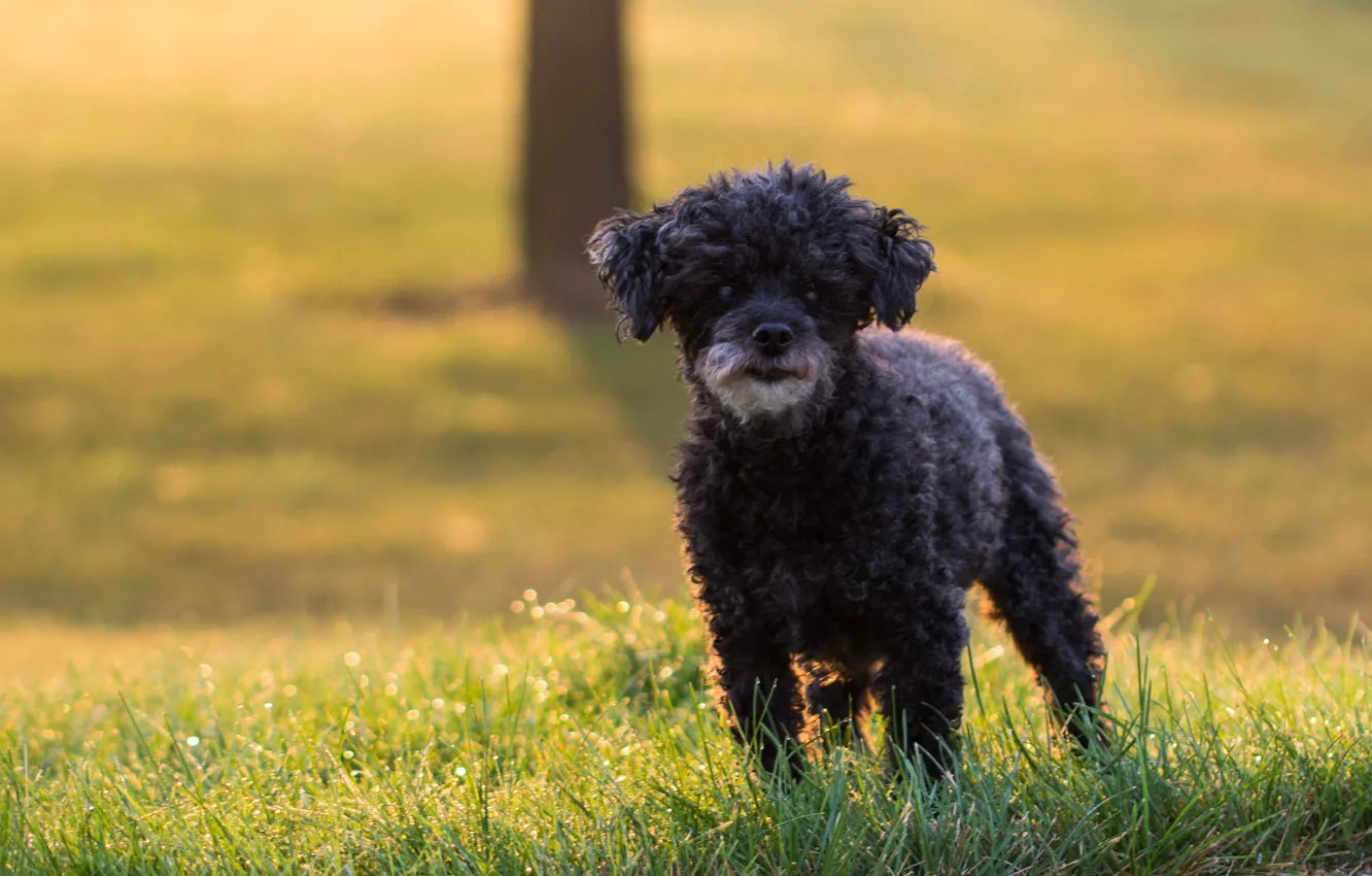 Photo wallpaper nature, dog, puppy, weed
