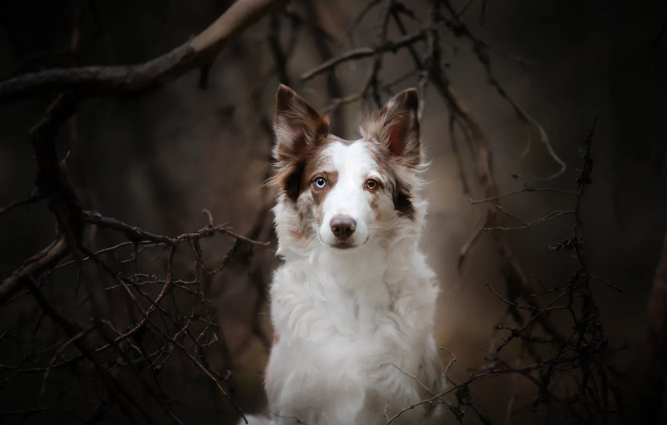 Photo wallpaper look, each, dog