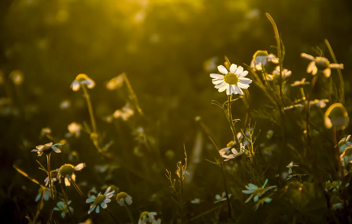 Photo wallpaper flowers, chamomile, bokeh