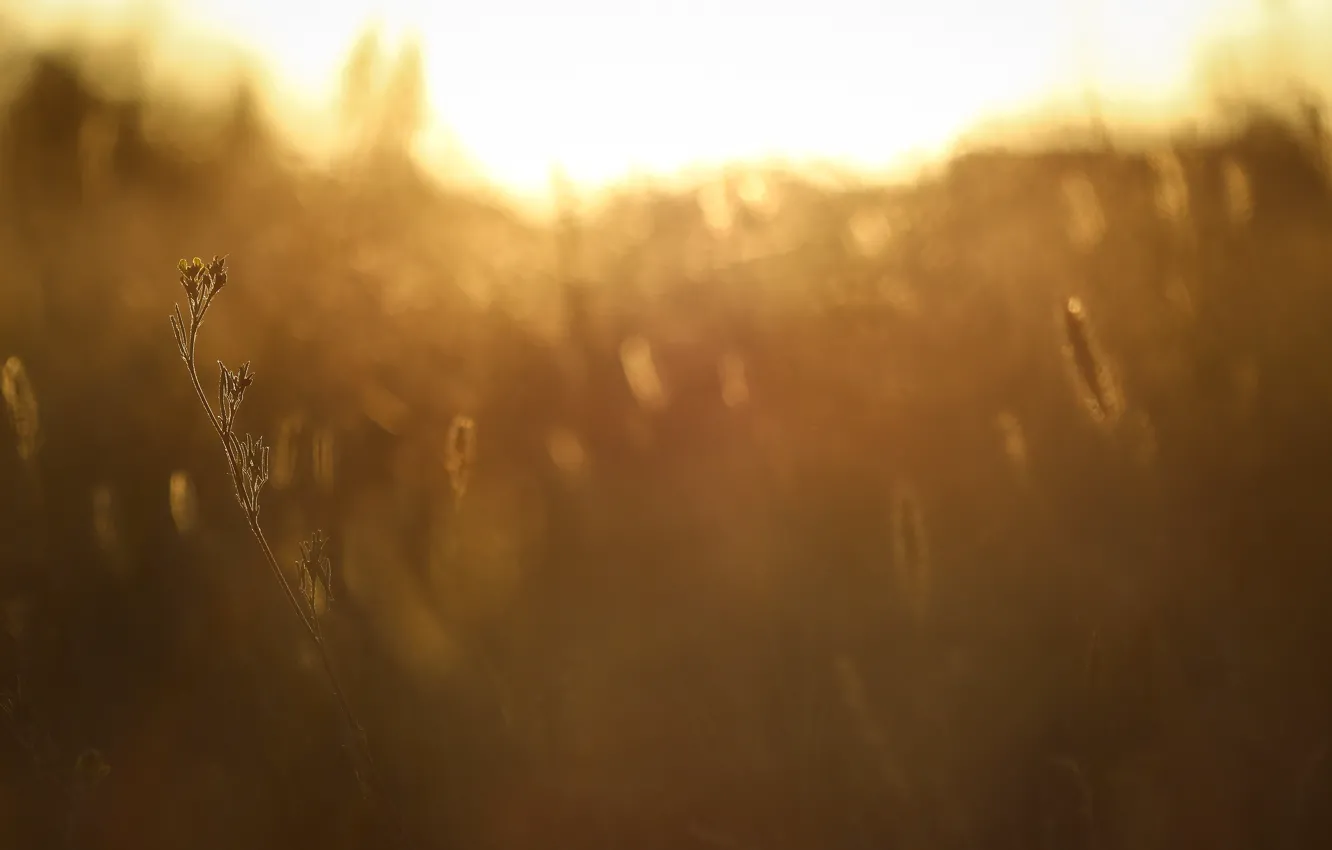 Photo wallpaper field, sunset, sunlight