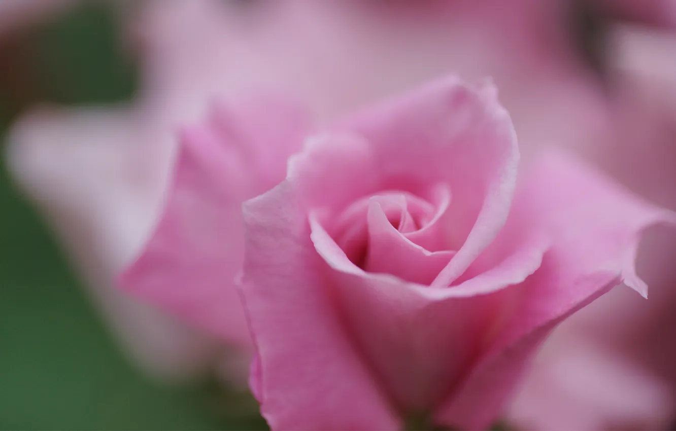 Photo wallpaper flower, macro, pink, rose