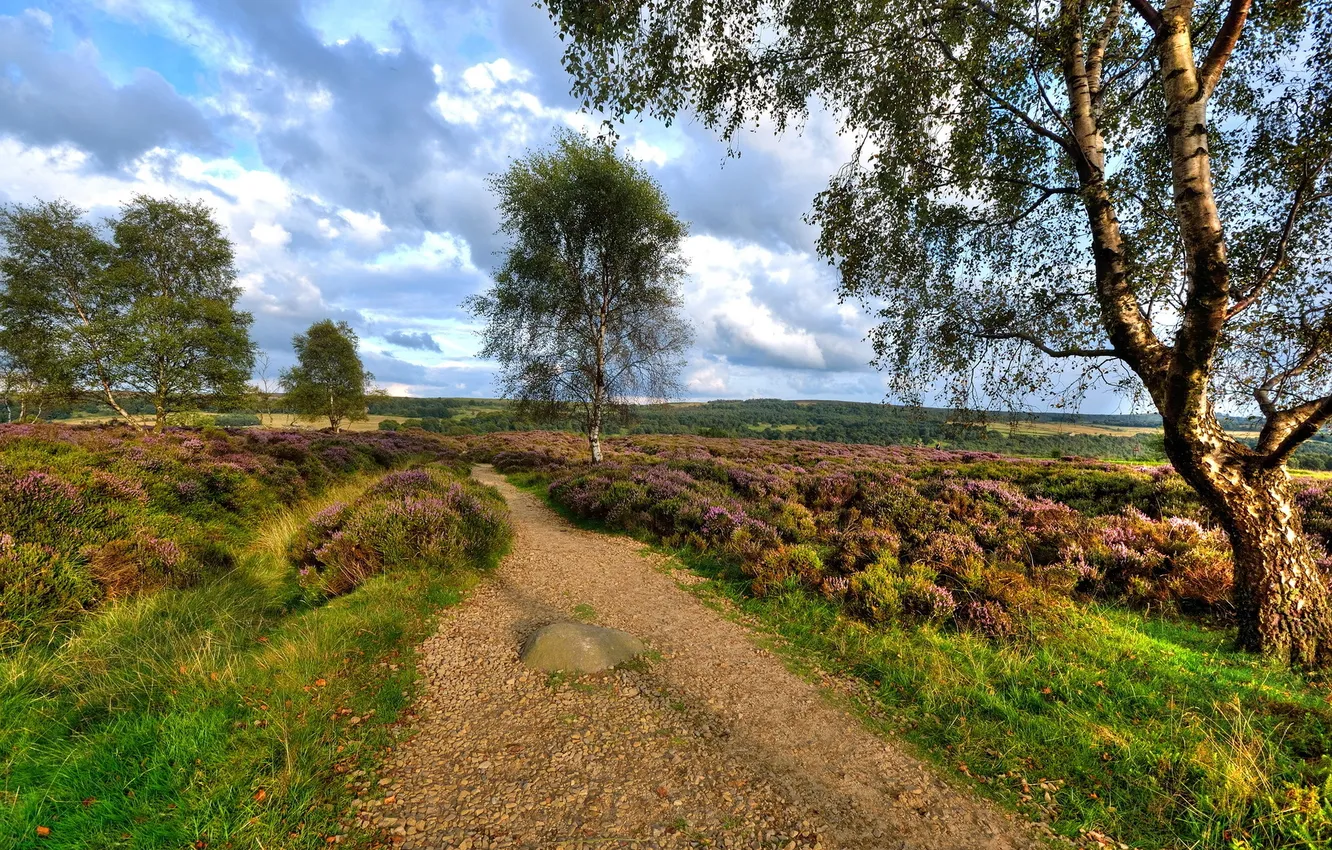 Photo wallpaper road, field, summer, trees, landscape, nature