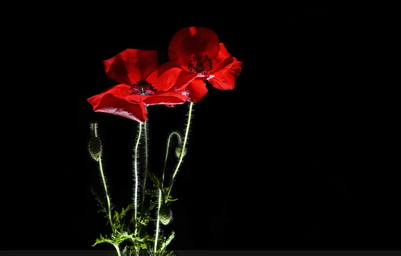 Photo wallpaper red, Maki, black background, buds