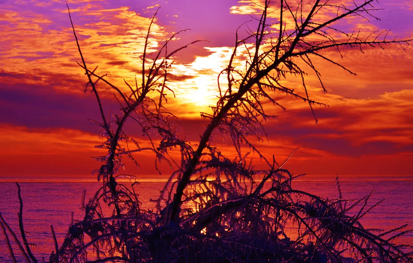 Photo wallpaper ice, sea, the sky, clouds, trees, sunset, branches, lake