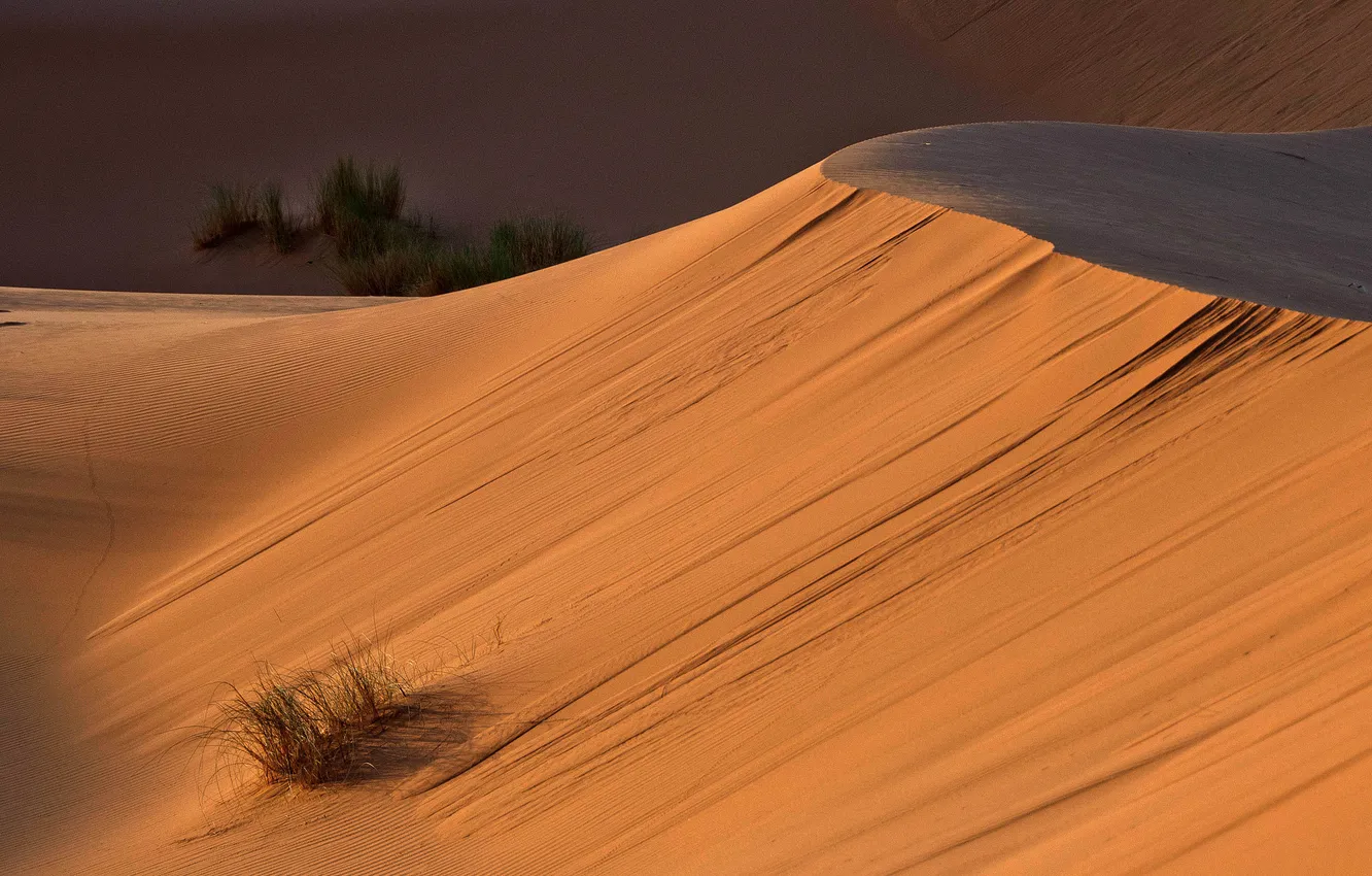 Photo wallpaper vegetation, desert, dunes