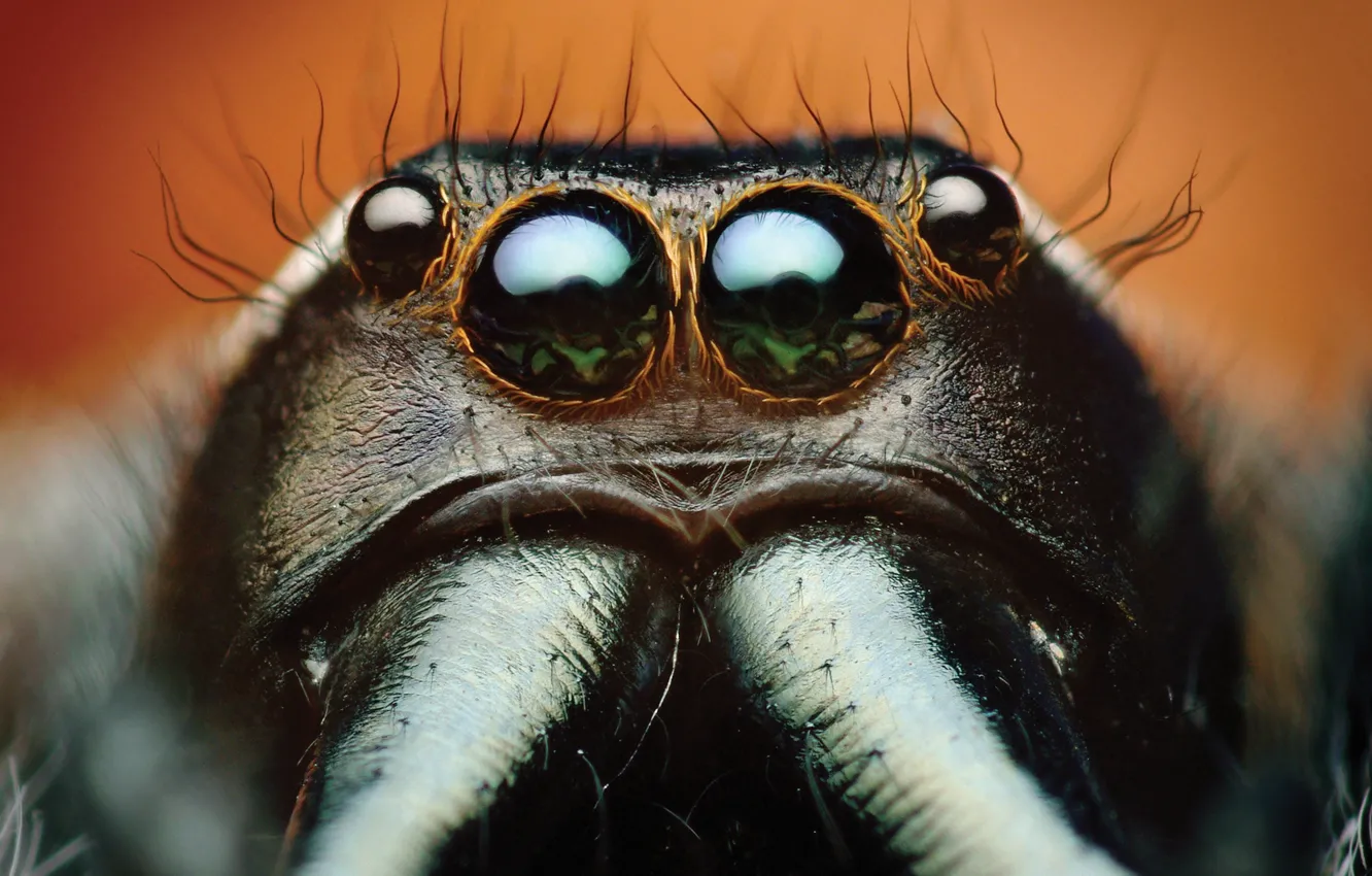 Photo wallpaper spider, eyes, macro, animal, Bagheera, spider Central America, Bagheera Kiplingi