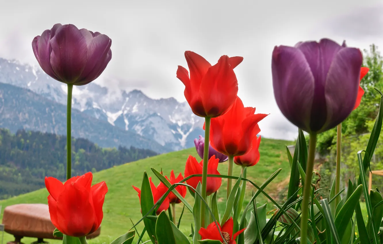 Photo wallpaper flowers, lake, Alps, tulips, Montreux