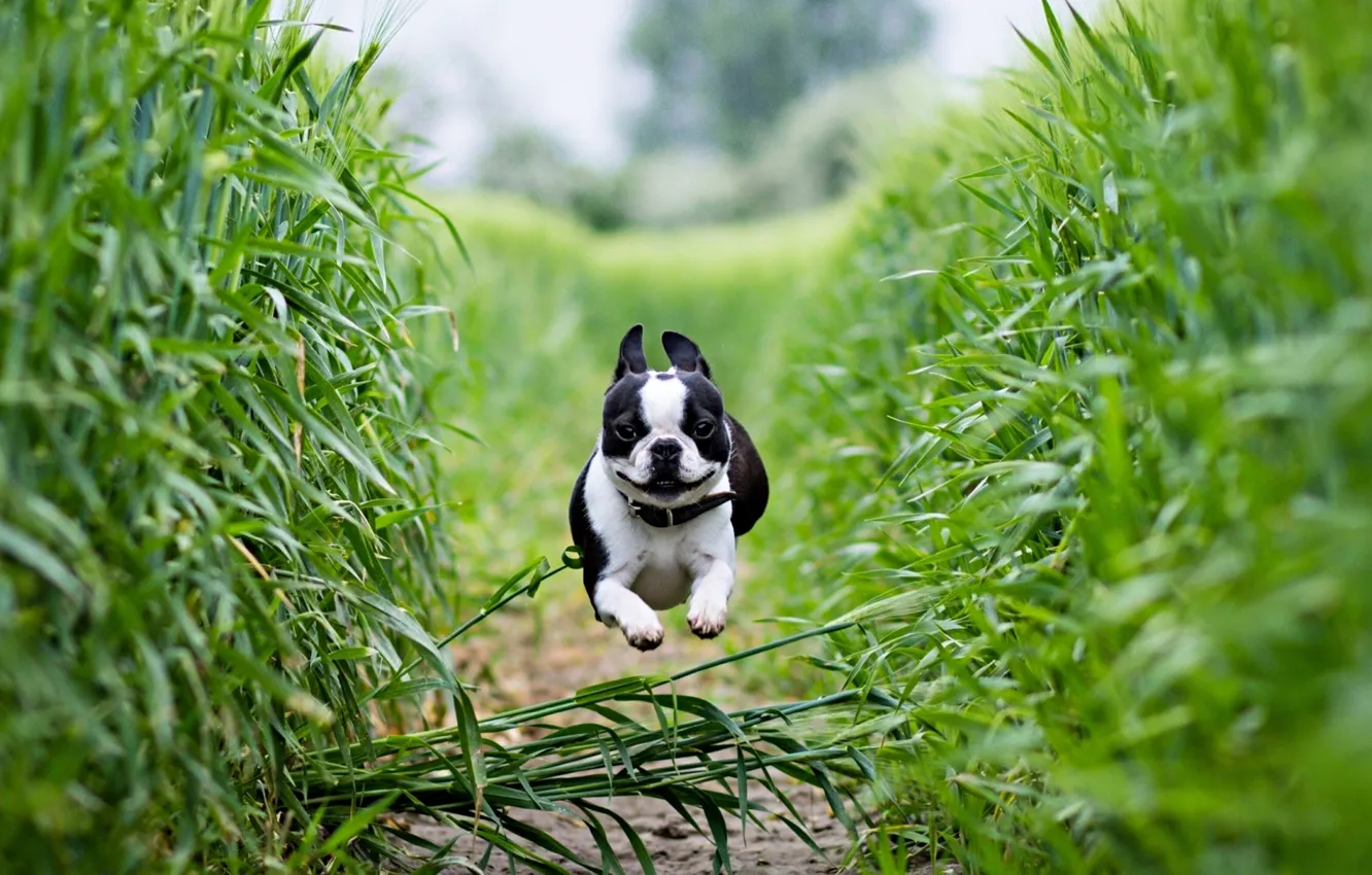 Photo wallpaper green, dog, scenery, hop, french, bulldog, running