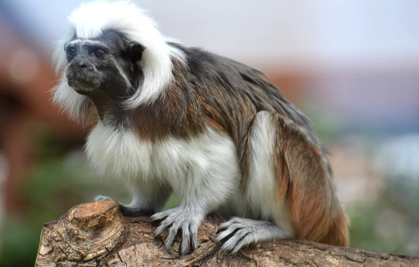 Photo wallpaper monkey, painting, the primacy of, Oedipus Tamarin