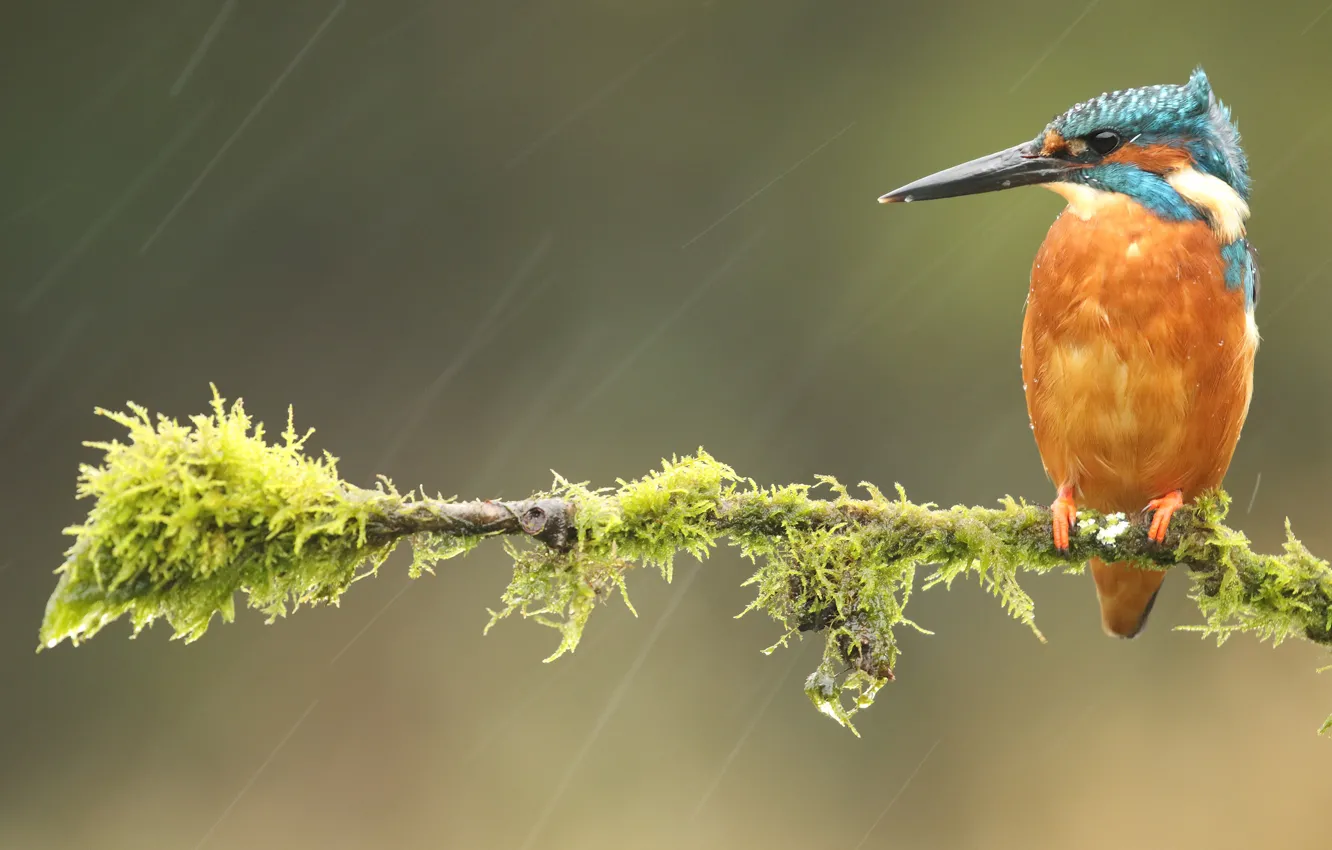 Photo wallpaper drops, green, background, rain, bird, moss, branch, bird