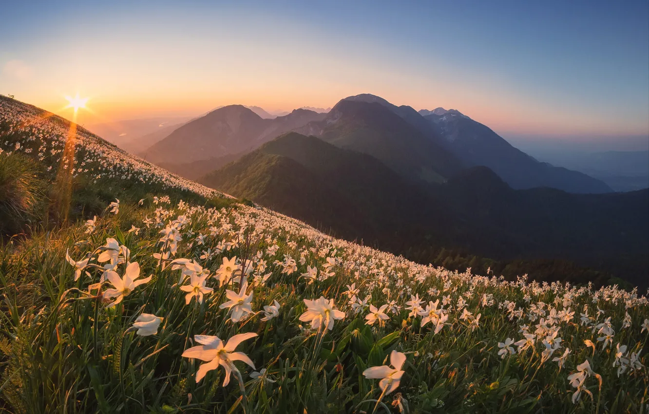 Photo wallpaper field, the sky, the sun, clouds, rays, light, flowers, mountains