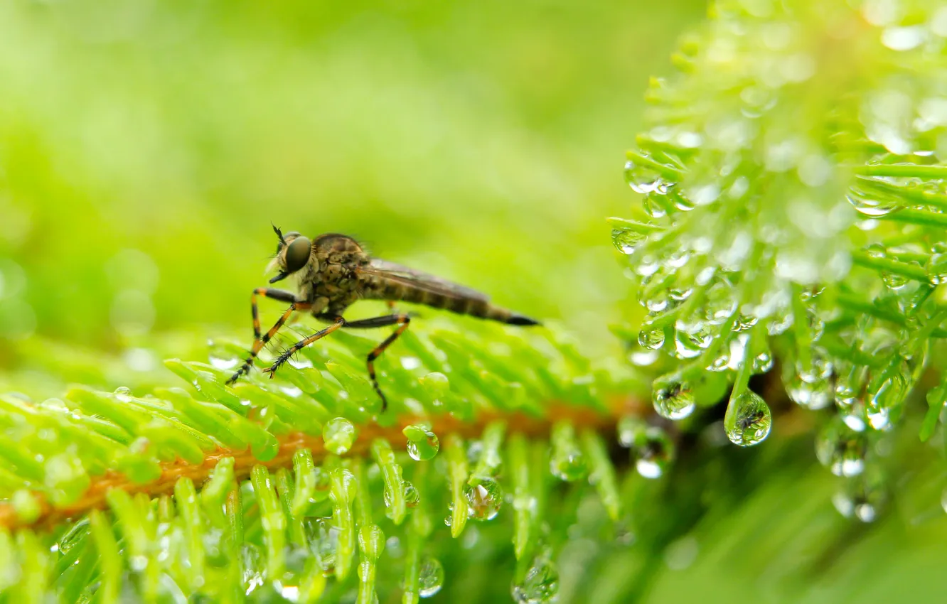 Photo wallpaper drops, dew, insect, spruce, twig