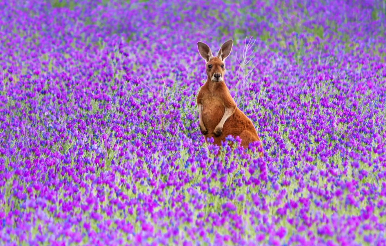 Photo wallpaper flowers, nature, kangaroo