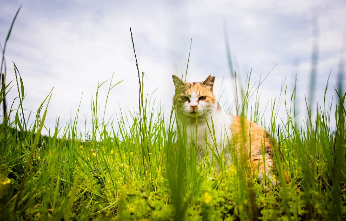 Photo wallpaper cat, summer, grass, cat, look
