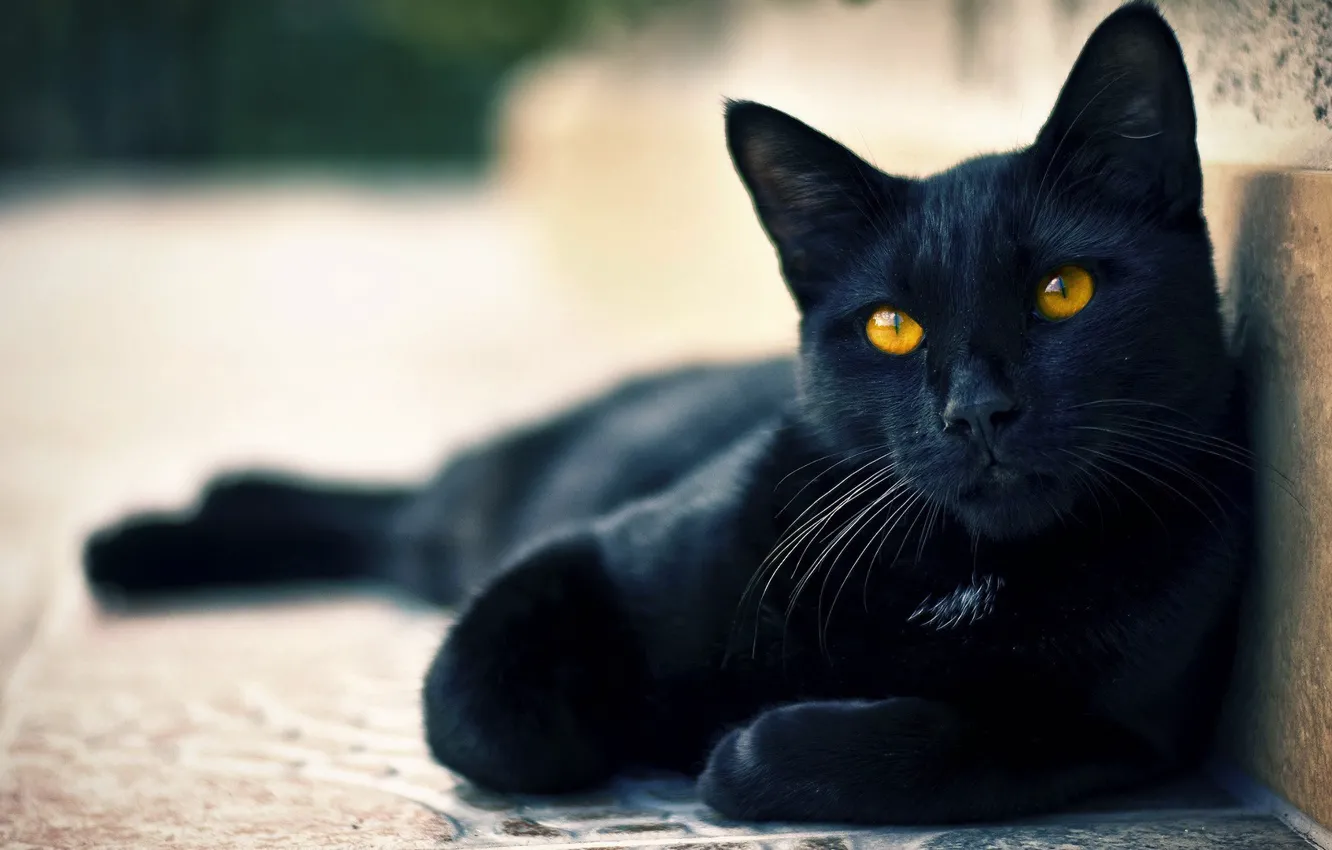 Photo wallpaper eyes, cat, mood, black, cute, cat, beautiful, tail