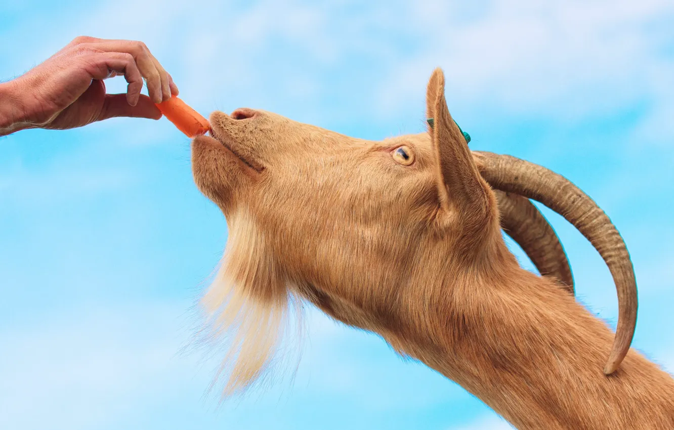 Photo wallpaper the sky, face, hand, goat, food, carrots, goat, blue background