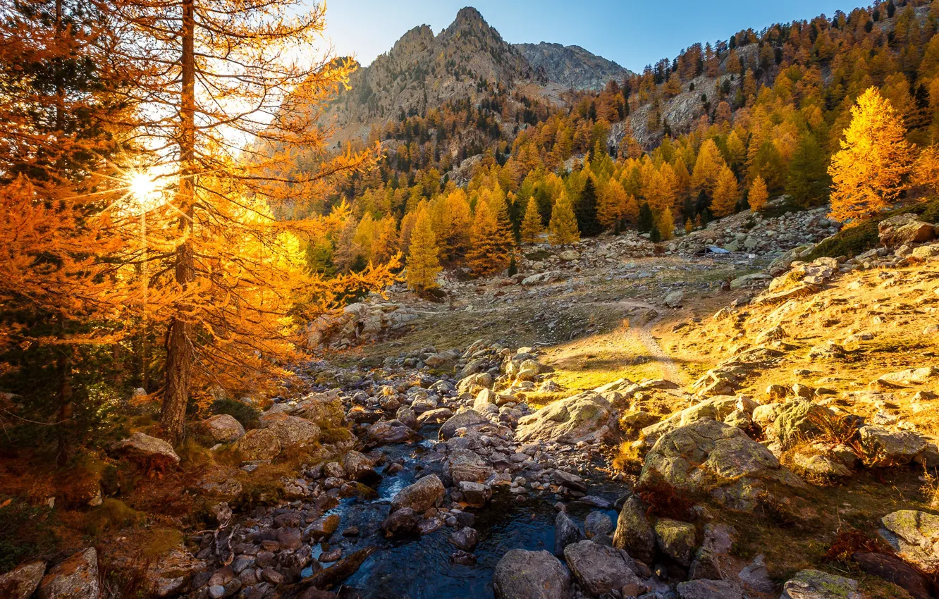 Photo wallpaper autumn, forest, the sun, rays, light, mountains, branches, stream