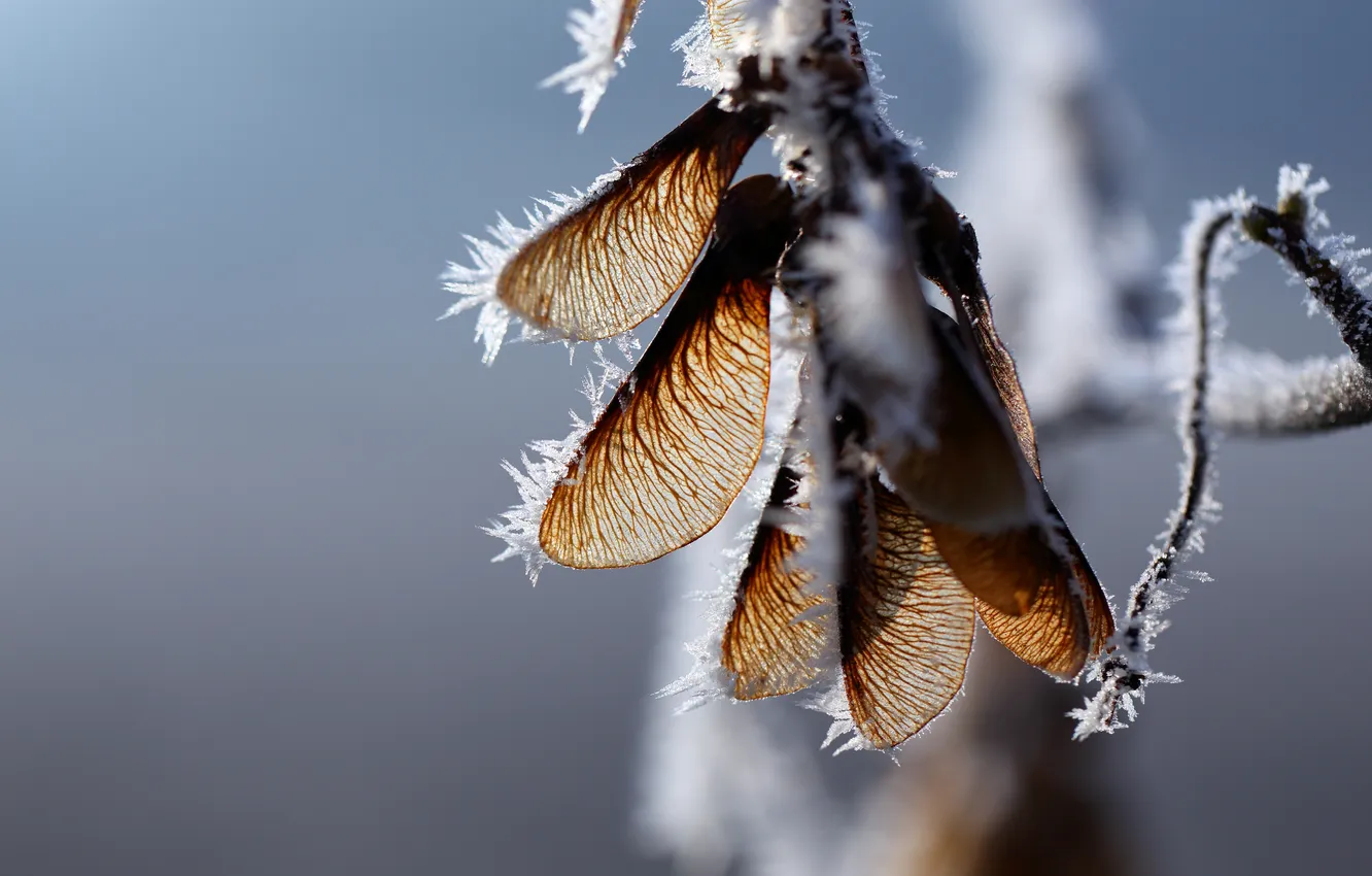 Photo wallpaper winter, frost, macro, seeds