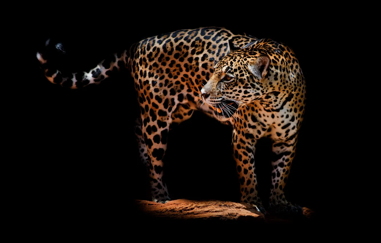 Photo wallpaper look, face, pose, darkness, back, mouth, leopard, tail