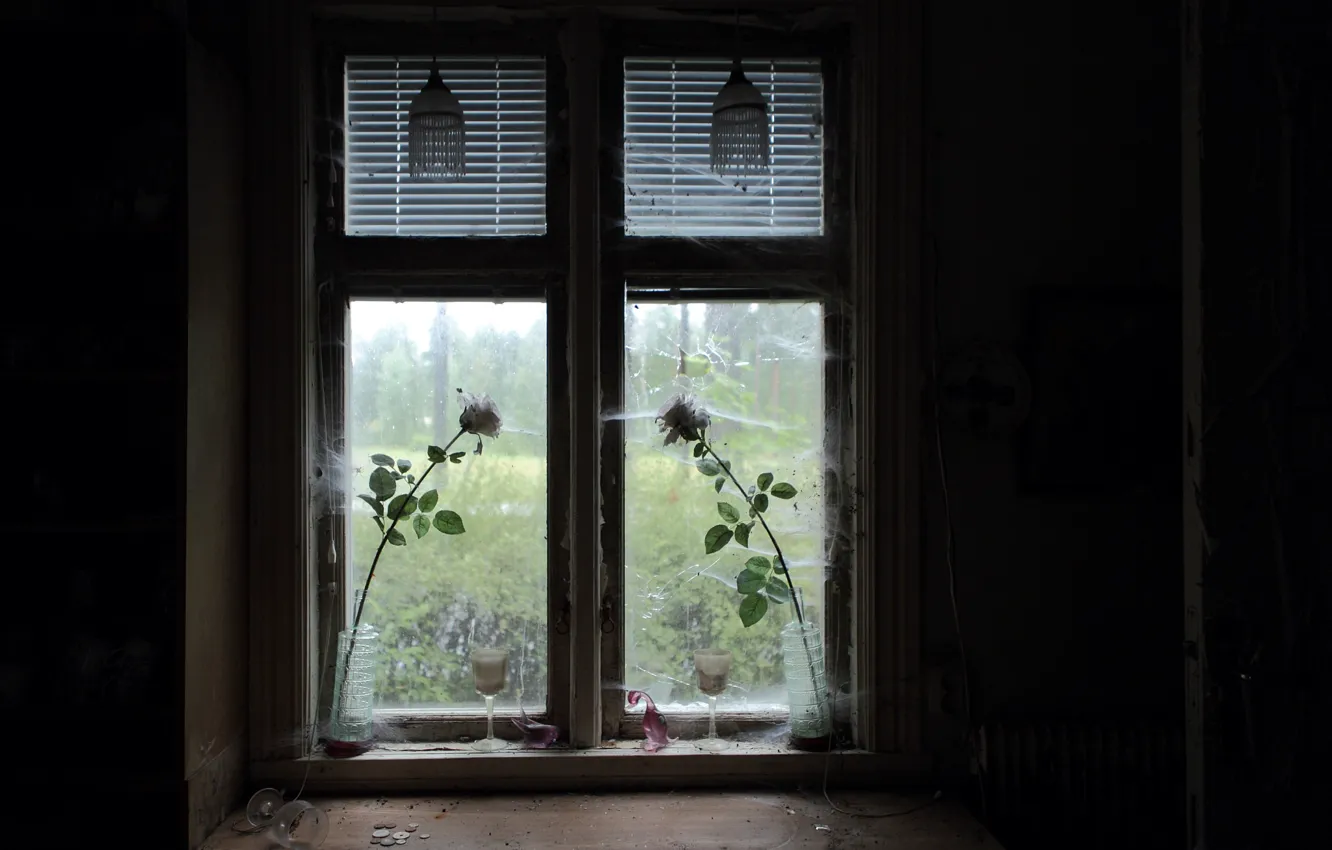 Photo wallpaper roses, web, window