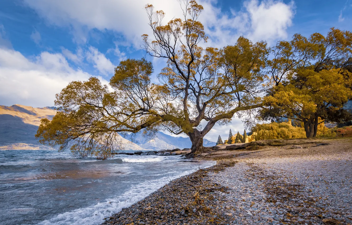 Photo wallpaper lake, tree, New Zealand, New Zealand