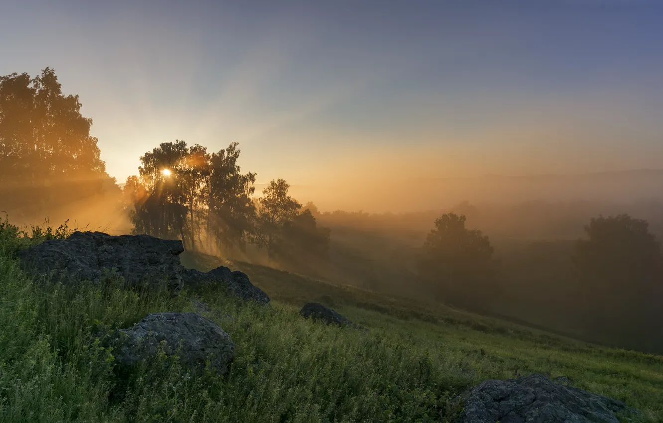 Photo wallpaper field, summer, the sky, grass, rays, light, trees, landscape