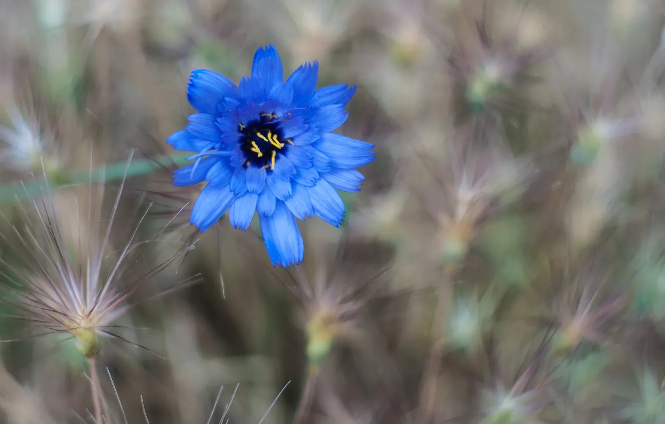 Photo wallpaper field, flower, grass, flowers, blue, cornflower