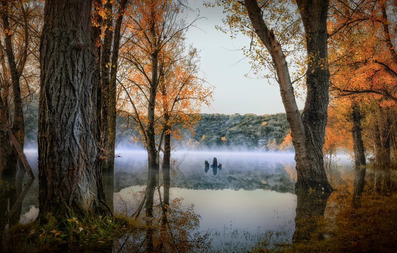 Photo wallpaper autumn, forest, trees, landscape, nature, fog, lake