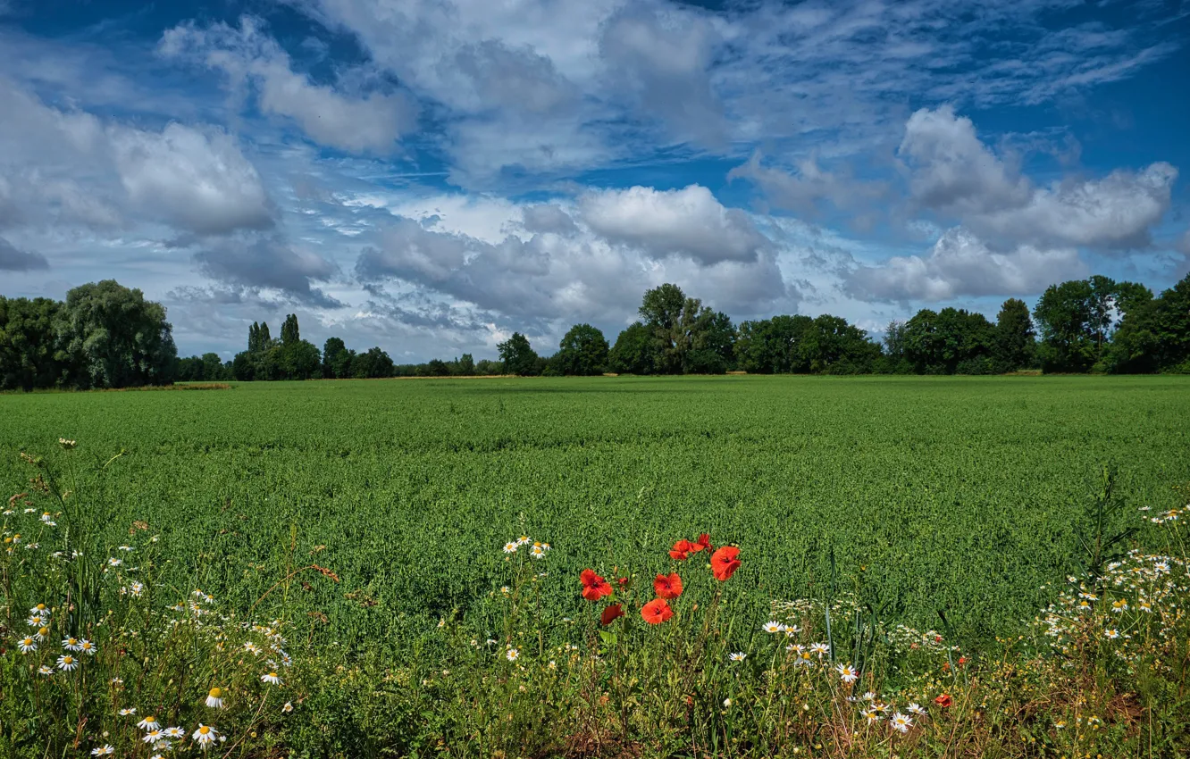 Photo wallpaper field, the sky, flowers, blue, Maki, chamomile