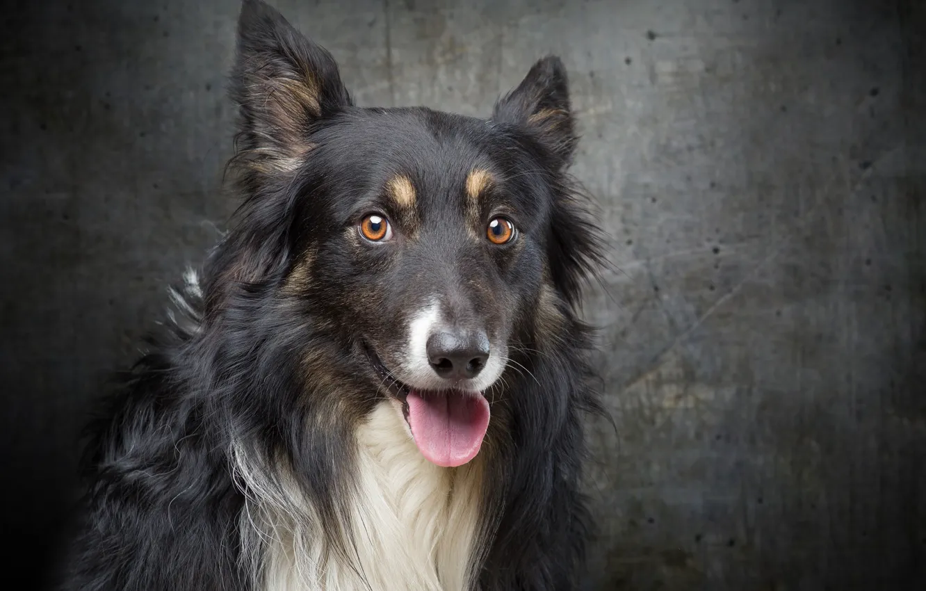 Photo wallpaper look, background, dog