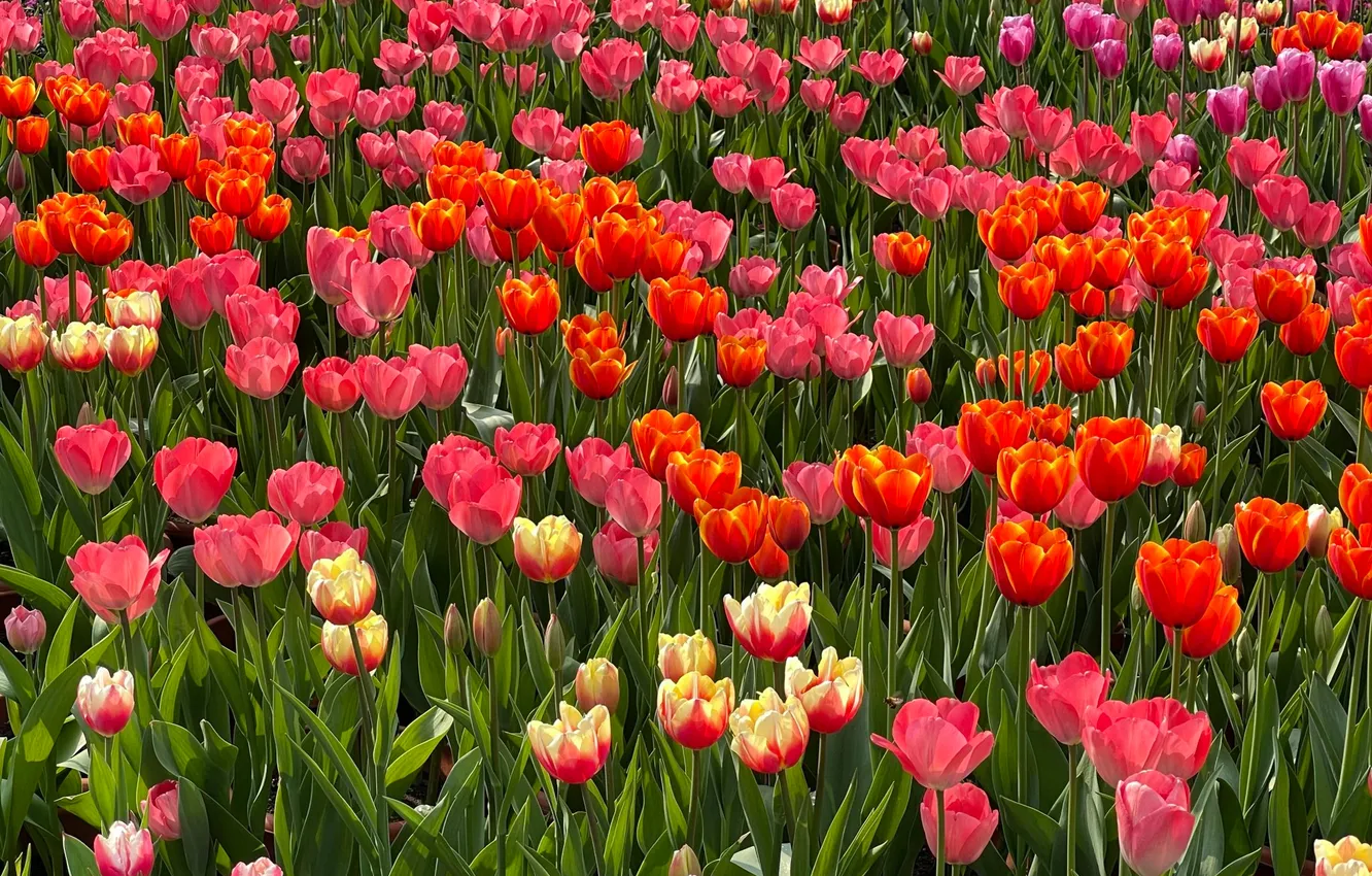 Photo wallpaper flowers, yellow, red, glade, spring, tulips, pink, buds
