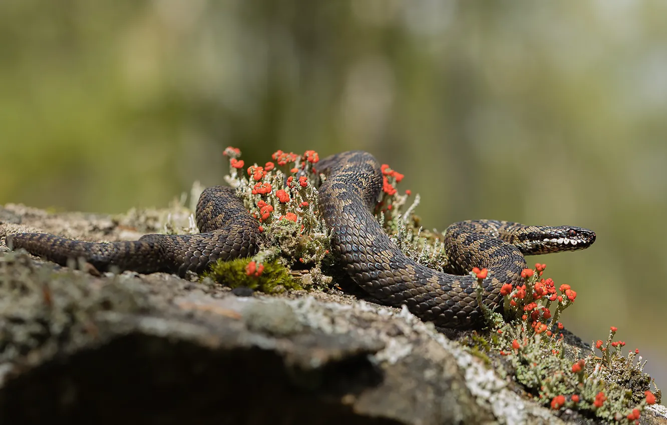 Photo wallpaper flowers, nature, stones, background, snake, bokeh, reptile