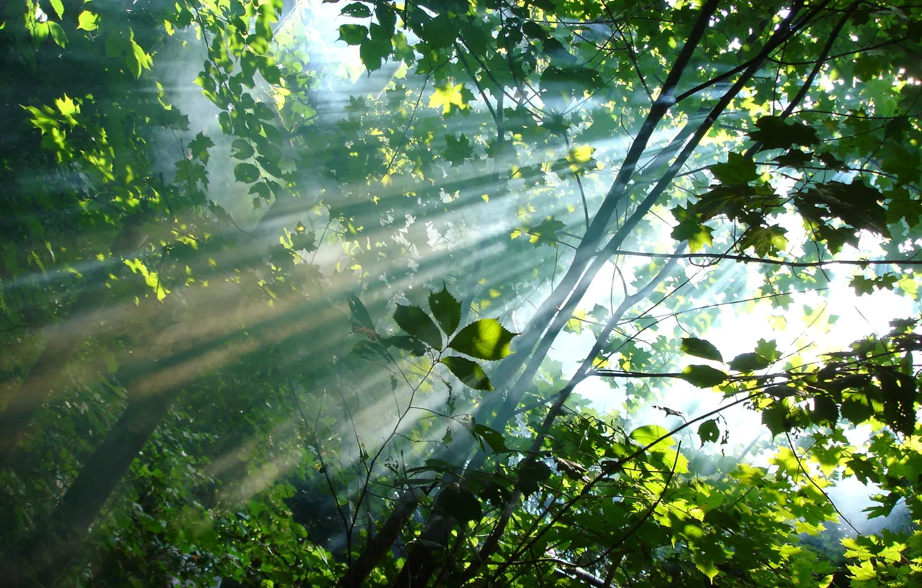 Photo wallpaper forest, leaves, the sun, rays, trees, smoke